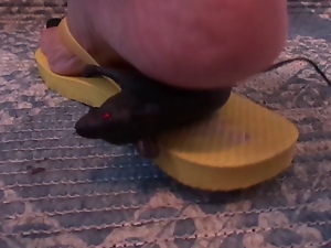 Toy Rat trample Crush under Flip Flops