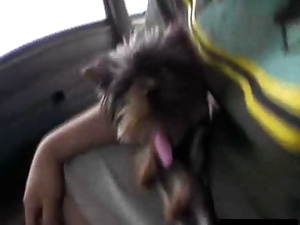 Seductive pet watches owner get screwed in a bus
