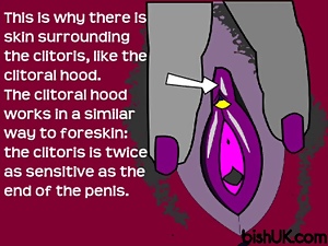 How the Clitoris Works